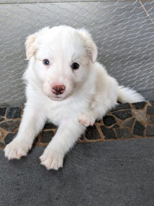 Female caramel & white puppy