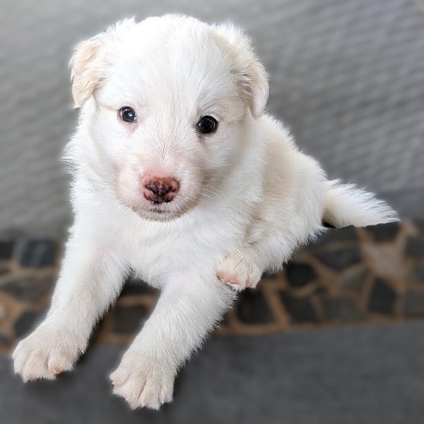 5 of 6 adorable puppies