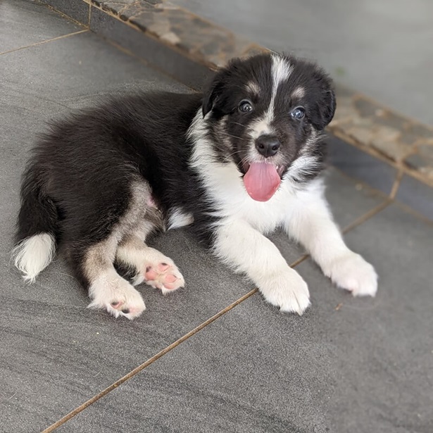 3 of 6 adorable puppies