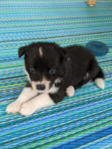 adorable border collie puppy