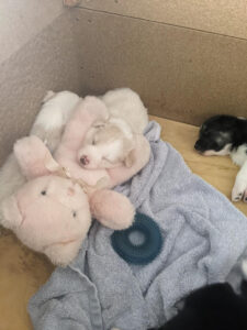 border collie pup sleeping with teddy