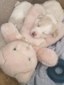 border collie pup sleeping with teddy close up