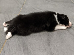 border collie pup with a full belly too exhausted to move