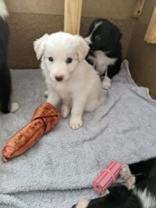 border collie pup with a rawhide bone