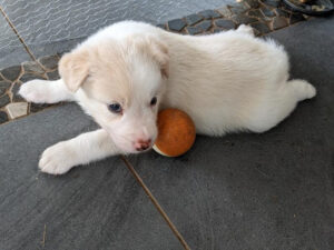 border collie pup with ball