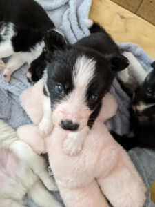 border collie puppy climbing on teddy for a closer look