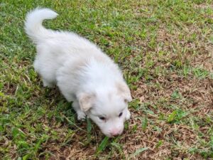 border collie puppy exploring the garden