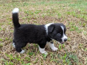 border collie puppy looking for a new owner