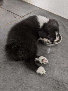 border collie puppy likes to use its paws to eat