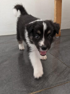 border collie puppy on the catwalk