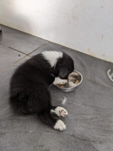 border collie puppy sitting down to eat