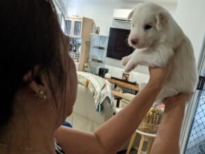 border collie puppy viewing human up close