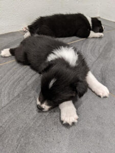 border collie pups napping