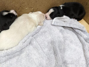 border collie pups sleeping nose to nose