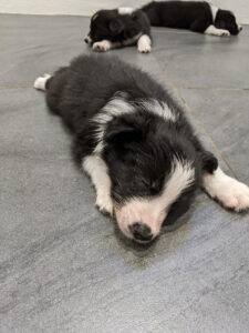 border collie pups spread out for a nap