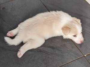 border collies find this position comfortable