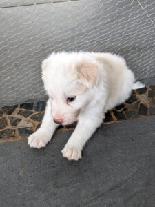 contemplative border collie pup