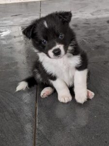 cute border collie puppy for sale