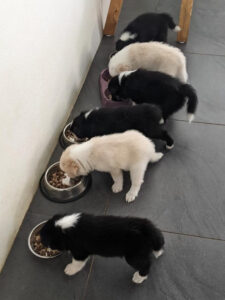 feeding time for 6 hungry puppies