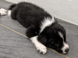 female black and white border collie pup