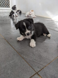 inquisitive border collie puppy