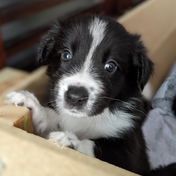 4 of 6 adorable puppies