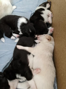 litter of exhausted puppies