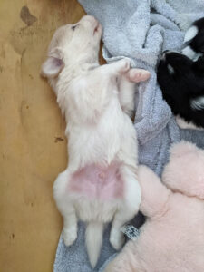 puppy can't decide whether to sleep on his back or his side