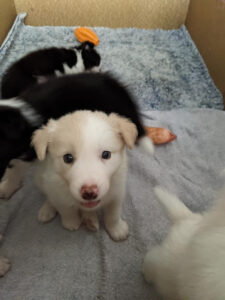 puppy smiling for the camera