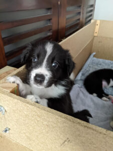 puppy wants out of its pen