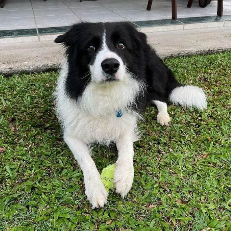 remy black and white sire of puppies