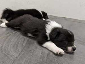 sleeping border collie puppies